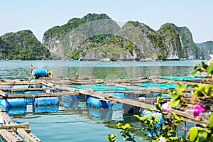 Fisherman village and fishpond near Cat ba island, Vietnam photo