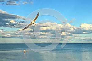 Fisherman wading in ocean while seagull soars past