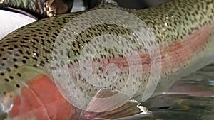 The fisherman in a waterproof suit releases a large trophy trout at will.