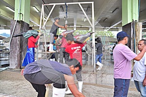 Fisherman are weighing tuna to sell to the market