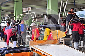 Fisherman are weighing tuna to sell to the market