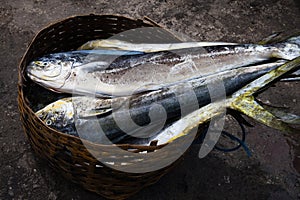 Fisherman weighs caught Tuna fish for sale at the fish market photo