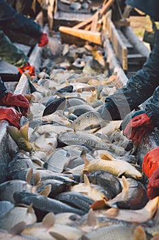 Fisherman at work/fishing industry