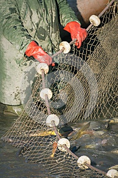 Fisherman at Work/Fishing Industry