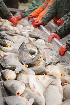 Fisherman at Work/Fishing Industry