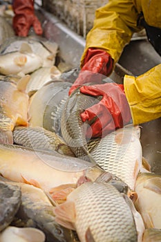 Fisherman at Work/Fishing Industry