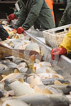 Fisherman at Work/Fishing Industry