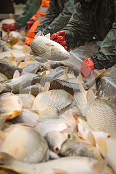 Fisherman at Work/Fishing Industry