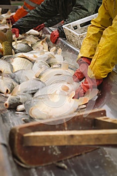 Fisherman at Work/Fishing Industry