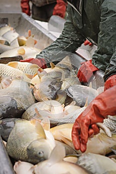 Fisherman at Work/Fishing Industry