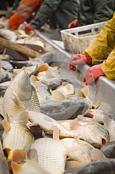 Fisherman at Work/Fishing Industry