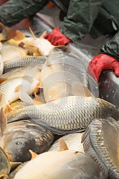 Fisherman at Work/Fishing Industry