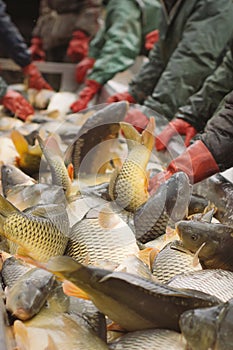 Fisherman at Work/Fishing Industry