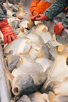 Fisherman at Work/Fishing Industry