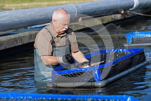 Fishermen in action when collecting fish at fishfarm