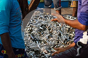 Fishermen agree to sell a large batch of fresh fish. Fishing dock in southern India
