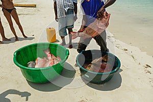 Fishermen on beach divide catch fresh fish red snapper