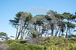 Beach of the tourist city of AtlÃ¡ntida on the Gold Coast of Canelones, Uruguay. photo