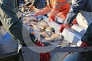 Fishermen catch a freshwater fish from the breeding fish pond