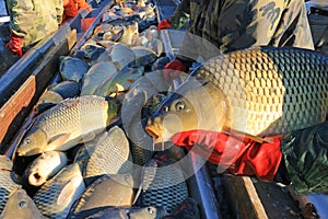 Fishermen catch a freshwater fish carp from the breeding fish pond