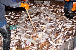 Fishermen caught fish are processed on the deck