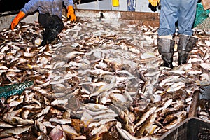Fishermen caught fish are processed on the deck