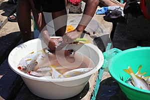 Fishermen clean and dress fish directly on the pier for sale