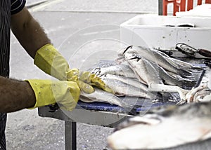 Fishermen cleaning