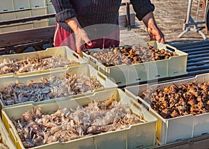 Fishermen with crate of crustaceans and shellfish