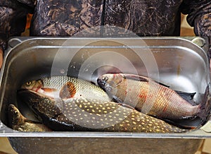 For fishermen.Fresh caught river fish in a metal container, caught on winter fishing, in the hands of a fisherman.Pike,Chub, and