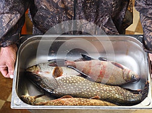 For fishermen.Fresh caught river fish in a metal container, caught on winter fishing, in the hands of a fisherman.Pike,Chub, and