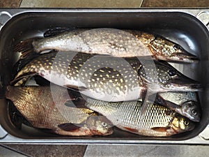 Just caught river fish in a metal container.Pike,Chub, and large bream