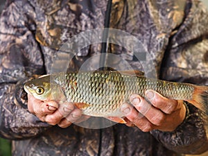 For fishermen.Fresh river fish caught on winter fishing, in the hands of a fisherman Chub