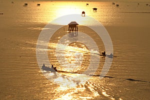 Fishermen in the golden sea, Morning Bay Bangtabun