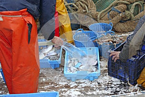 Fishermen hands working fish catch on boat deck