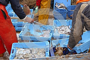 Fishermen hands working fish catch on boat deck