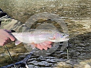 Fishermen holding colorful native wild rainbow trout with river in background