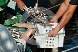 Fishermen pour the fish in the box