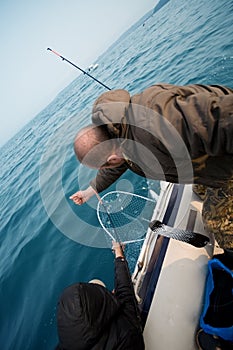 Fishermen pull salmon caught
