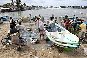 Fishermen remove fish from their nets after returning from a nights fishing off Negombo in Sri Lanka.