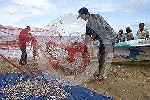 Fishermen remove fish from their nets after returning from a nights fishing off Negombo in Sri Lanka.