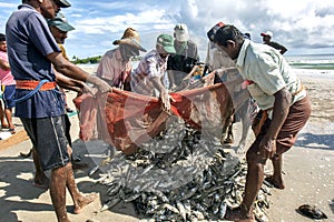 Fishermen remove fish from their nets on Uppuveli beach in Sri Lanka.