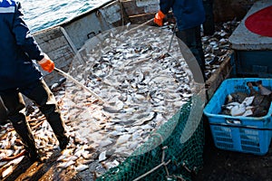 Fishermen sort fish caught