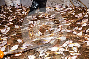 Fishermen sort flounder caught fish