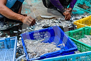 Fishermen sorting fish and squid in basket.