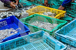 Fishermen sorting fish and squid in basket.