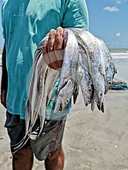 Fishermen taking net and fish from the sea at Lucena beach, ParaÃÂ­ba, Brazil