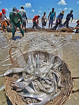 Fishermen taking net and fish from the sea at Lucena beach, ParaÃÂ­ba, Brazil