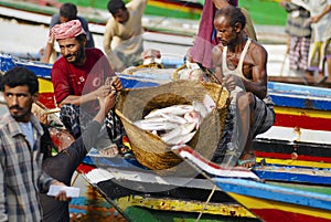 Fishermen unload catch of the day, Al Hudaydah, Yemen.