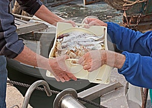 Fishermen unloading crate of fish